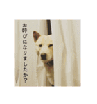 政宗と猫たち に（個別スタンプ：8）