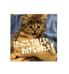 政宗と猫たち に（個別スタンプ：9）