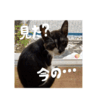 政宗と猫たち に（個別スタンプ：10）