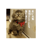 政宗と猫たち に（個別スタンプ：11）