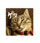 政宗と猫たち に（個別スタンプ：13）