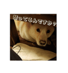 政宗と猫たち に（個別スタンプ：14）