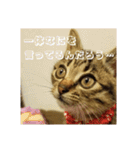 政宗と猫たち に（個別スタンプ：16）