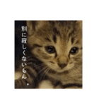 政宗と猫たち に（個別スタンプ：17）