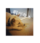 政宗と猫たち に（個別スタンプ：19）