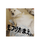 政宗と猫たち に（個別スタンプ：20）