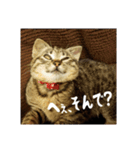 政宗と猫たち に（個別スタンプ：22）