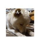 政宗と猫たち に（個別スタンプ：23）