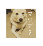 政宗と猫たち に（個別スタンプ：24）