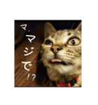 政宗と猫たち に（個別スタンプ：25）