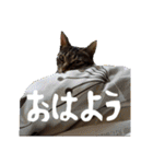政宗と猫たち に（個別スタンプ：30）