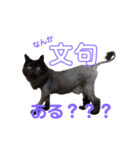 愛犬＆愛猫スタンプ（個別スタンプ：1）