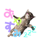 愛犬＆愛猫スタンプ（個別スタンプ：4）