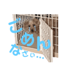 愛犬＆愛猫スタンプ（個別スタンプ：5）