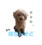 愛犬＆愛猫スタンプ（個別スタンプ：8）