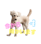 愛犬＆愛猫スタンプ（個別スタンプ：10）