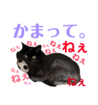 愛犬＆愛猫スタンプ（個別スタンプ：11）
