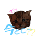 愛犬＆愛猫スタンプ（個別スタンプ：12）