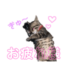 愛犬＆愛猫スタンプ（個別スタンプ：14）
