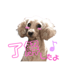 愛犬＆愛猫スタンプ（個別スタンプ：15）