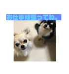 チワワ 主婦 彼氏編（個別スタンプ：1）