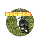 チワワ 主婦 彼氏編（個別スタンプ：7）