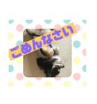 チワワ 主婦 彼氏編（個別スタンプ：8）