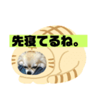 チワワ 主婦 彼氏編（個別スタンプ：10）