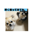 チワワ 主婦 彼氏編（個別スタンプ：12）