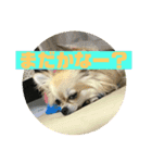 チワワ 主婦 彼氏編（個別スタンプ：13）