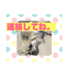 チワワ 主婦 彼氏編（個別スタンプ：15）