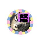 チワワ 主婦 彼氏編（個別スタンプ：16）