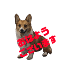我が家のワンファミ2（個別スタンプ：1）