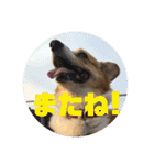 我が家のワンファミ2（個別スタンプ：4）
