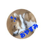 我が家のワンファミ2（個別スタンプ：5）