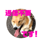 我が家のワンファミ2（個別スタンプ：9）