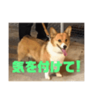 我が家のワンファミ2（個別スタンプ：11）