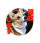 我が家のワンファミ2（個別スタンプ：12）