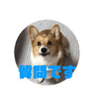 我が家のワンファミ2（個別スタンプ：14）