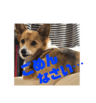 我が家のワンファミ2（個別スタンプ：15）