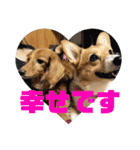 我が家のワンファミ2（個別スタンプ：16）