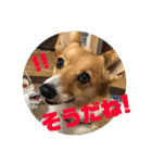 我が家のワンファミ2（個別スタンプ：17）