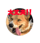 我が家のワンファミ2（個別スタンプ：21）