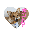 我が家のワンファミ2（個別スタンプ：25）