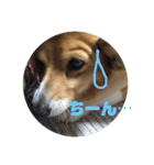 我が家のワンファミ2（個別スタンプ：29）