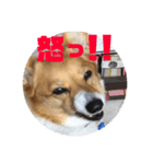 我が家のワンファミ2（個別スタンプ：31）