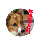 我が家のワンファミ2（個別スタンプ：36）