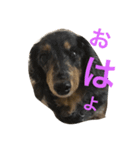犬兎山羊（個別スタンプ：1）