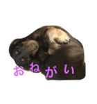 犬兎山羊（個別スタンプ：3）