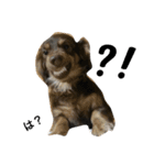 犬兎山羊（個別スタンプ：4）